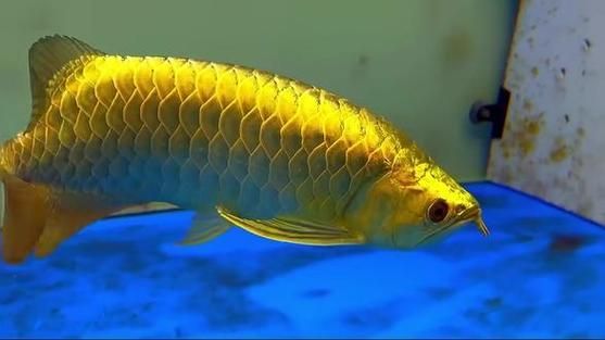 如何判斷金頭龍魚的血統(tǒng)純度，如何判斷金頭龍魚血統(tǒng)純度