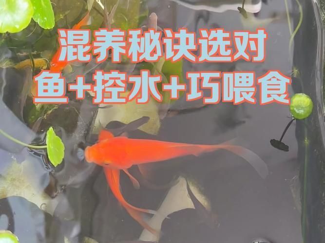 混養魚類時需要注意什么，混養魚類時需要注意什么，錦鯉混養指南 混養魚類時需要注意什么，混養魚類時需要注意什么，錦鯉混養指南 龍魚百科 第2張