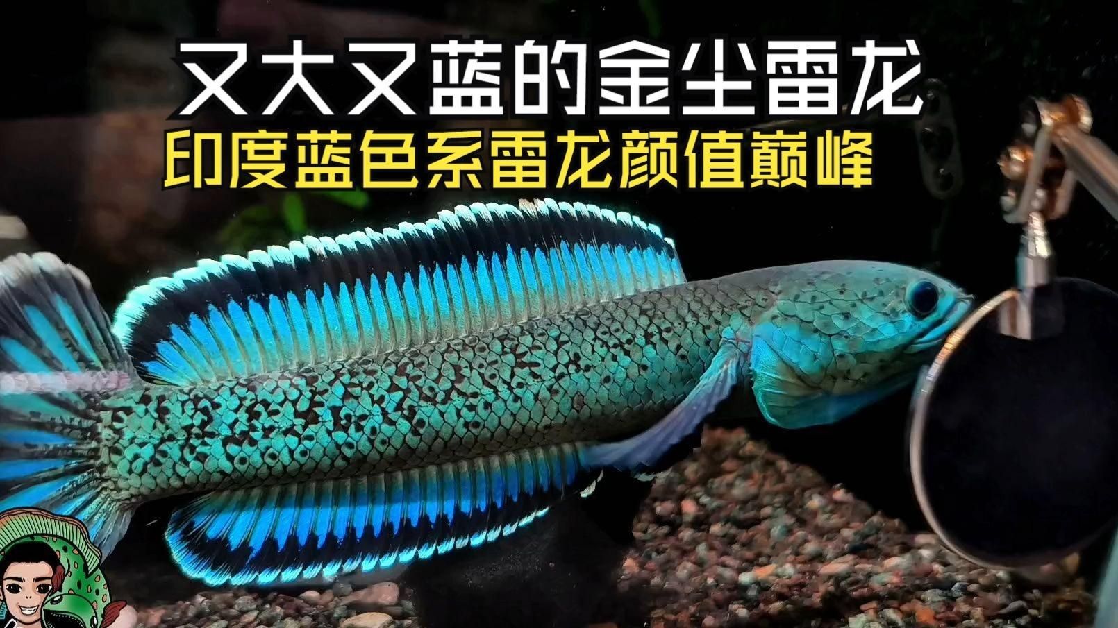 祥龍魚場有哪些冷水雷龍魚品種？，祥龍魚場有哪些冷水雷龍魚品種及種