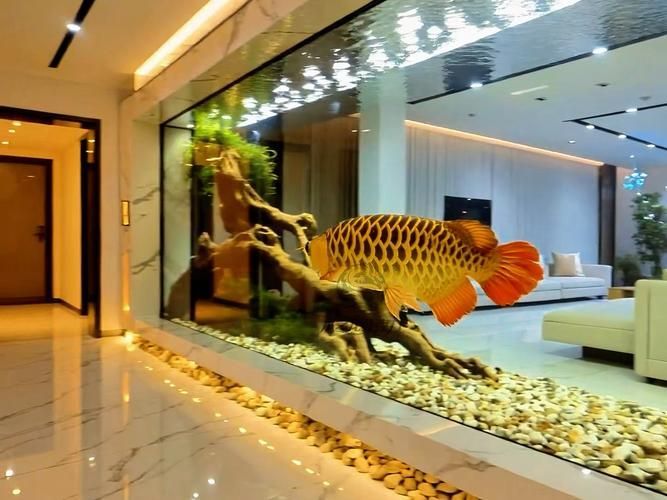 如何根據房間布局選擇龍魚缸？，如何根據房間布局選擇龍魚缸 如何根據房間布局選擇龍魚缸？，如何根據房間布局選擇龍魚缸 龍魚百科 第5張