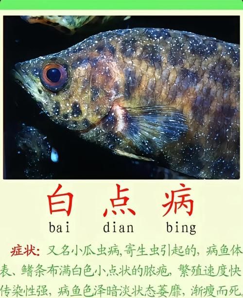 如何預(yù)防金魚再次患病