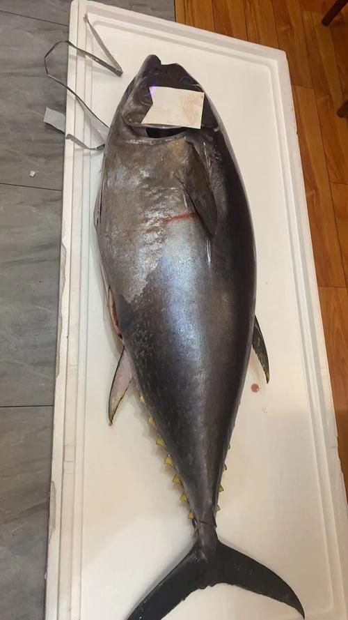 金槍魚刺身怎么制作，金槍魚刺身怎么制作,用戶要求詳解金槍魚刺身的制作方法 金槍魚刺身怎么制作，金槍魚刺身怎么制作,用戶要求詳解金槍魚刺身的制作方法 龍魚百科 第9張
