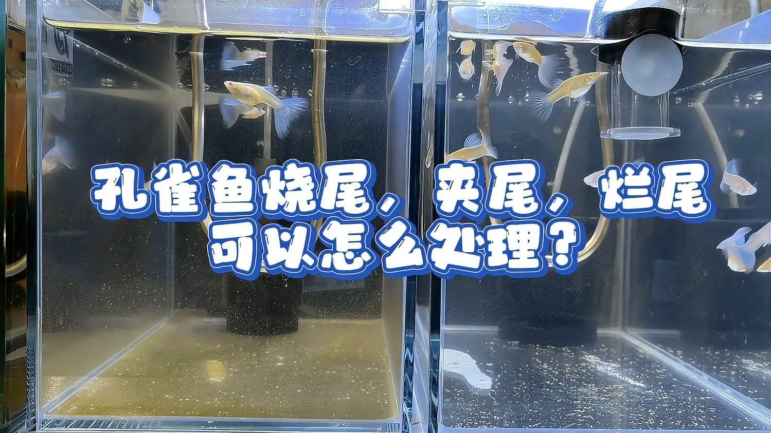 魚爛尾巴放鹽多久見效，觀賞魚爛尾怎么辦 魚爛尾巴放鹽多久見效，觀賞魚爛尾怎么辦 龍魚百科 第2張