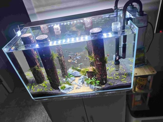 魚缸燈推薦 魚缸燈推薦 龍魚百科 第5張