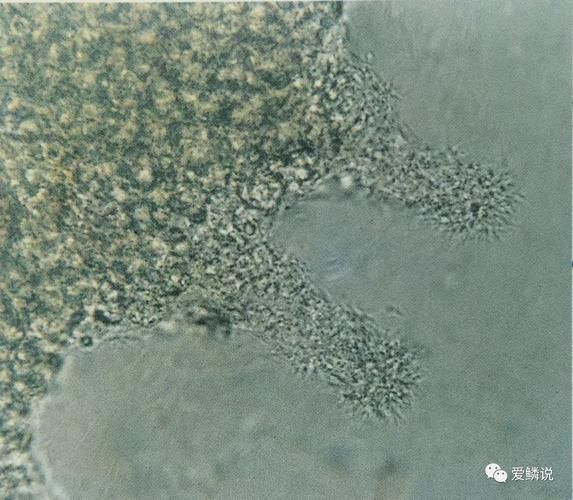 如何預防魚鰓爛掉,如何科學預防魚鰓爛掉 龍魚百科 第4張 如何預防魚鰓爛掉,如何科學預防魚鰓爛掉 如何預防魚鰓爛掉,如何科學預防魚鰓爛掉 龍魚百科 第4張
