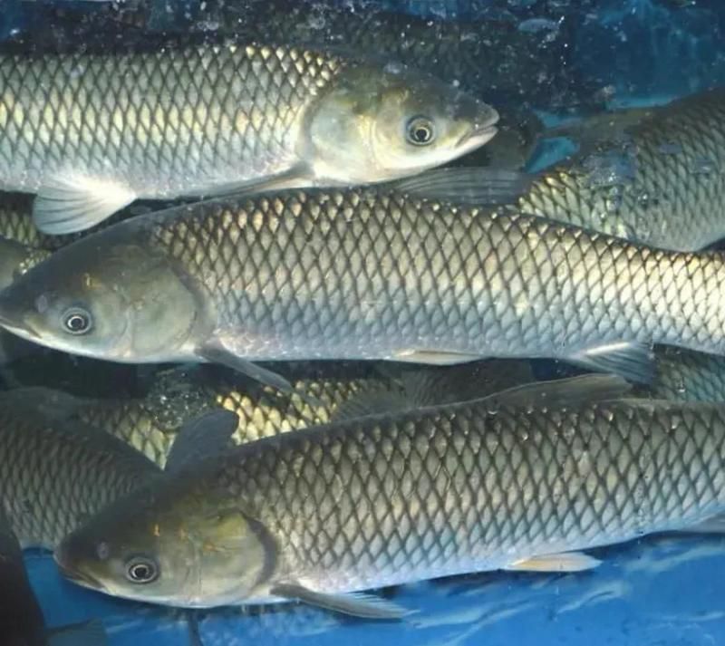 如何預防魚鰓爛掉，如何科學預防魚鰓爛掉 如何預防魚鰓爛掉，如何科學預防魚鰓爛掉 龍魚百科 第7張