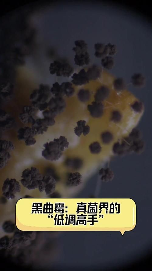 黃粉治療黑霉有哪些副作用，黃粉治療黑霉有哪些副作用調用工具 黃粉治療黑霉有哪些副作用，黃粉治療黑霉有哪些副作用調用工具 龍魚百科 第6張