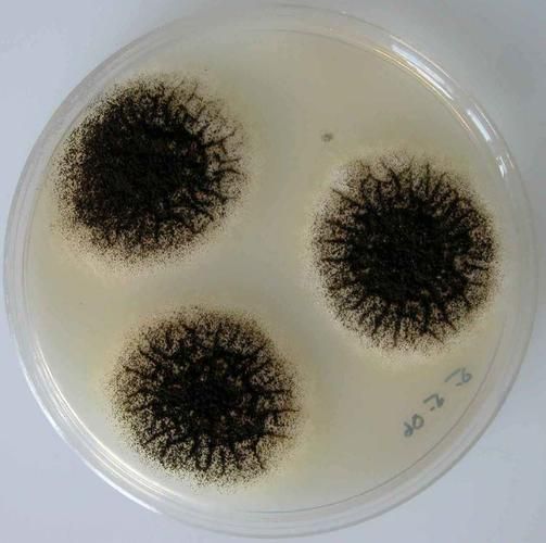 黃粉治療黑霉有哪些副作用，黃粉治療黑霉有哪些副作用調用工具 黃粉治療黑霉有哪些副作用，黃粉治療黑霉有哪些副作用調用工具 龍魚百科 第3張