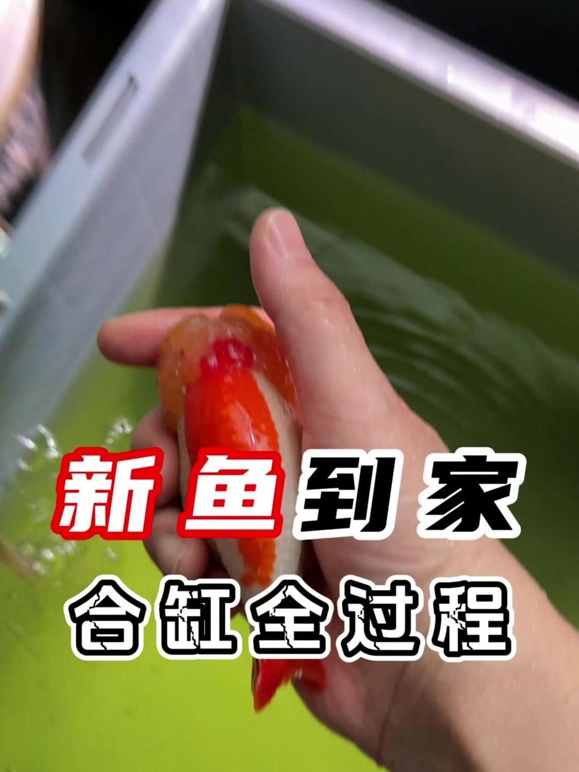 如何預防合缸后的交叉感染，合缸后的交叉感染是醫療環境中一個嚴重的問題 如何預防合缸后的交叉感染，合缸后的交叉感染是醫療環境中一個嚴重的問題 龍魚百科