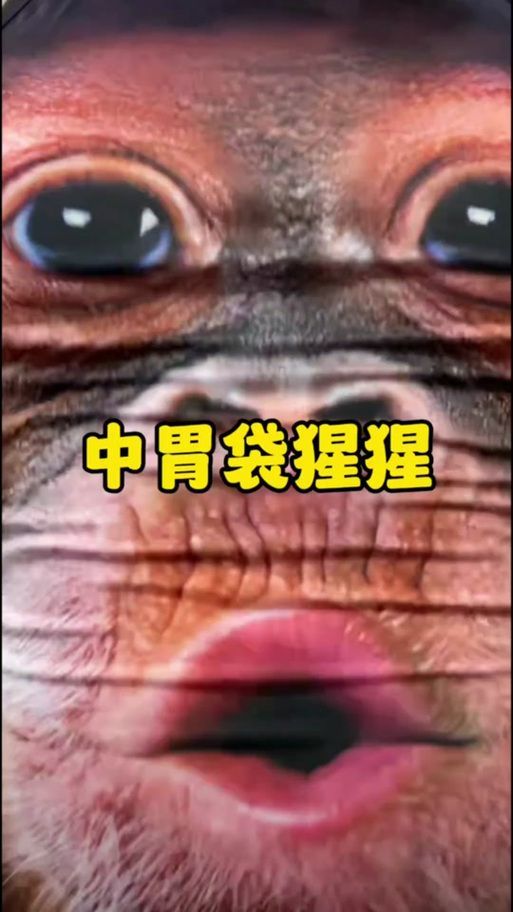 《龍之戰(zhàn)》中蘇維利拉的胃袋有多大,《龍之戰(zhàn)》中蘇維利拉的胃袋有多大調(diào)用全球搜檢12 龍魚百科 第4張 《龍之戰(zhàn)》中蘇維利拉的胃袋有多大,《龍之戰(zhàn)》中蘇維利拉的胃袋有多大調(diào)用全球搜檢12 《龍之戰(zhàn)》中蘇維利拉的胃袋有多大,《龍之戰(zhàn)》中蘇維利拉的胃袋有多大調(diào)用全球搜檢12 龍魚百科 第4張