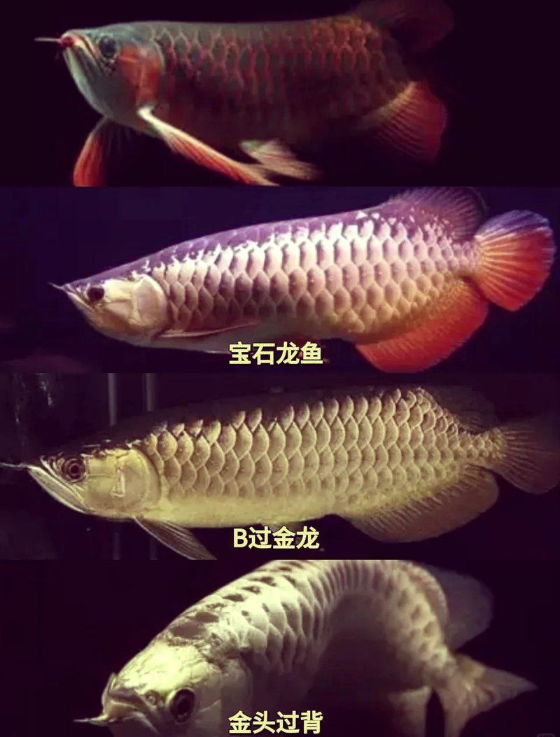 龍魚排行榜前十名中哪條最稀有？，龍魚排行榜前十名中，哪條最稀有？ 龍魚排行榜前十名中哪條最稀有？，龍魚排行榜前十名中，哪條最稀有？ 龍魚百科 第2張