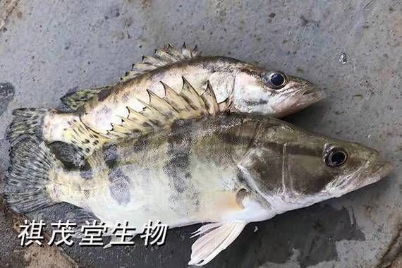 如何區分普通鱖魚和斑鱖，sinipercachuatsi與斑鱖（sinipercascherzeri）