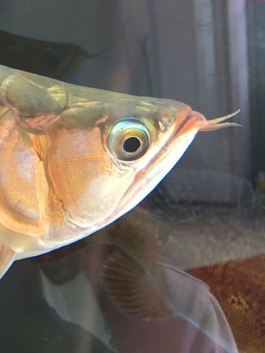 推薦一些治療龍魚嘴角疙瘩的藥物,治療龍魚嘴角疙瘩的方式 龍魚百科 第3張 推薦一些治療龍魚嘴角疙瘩的藥物,治療龍魚嘴角疙瘩的方式 推薦一些治療龍魚嘴角疙瘩的藥物,治療龍魚嘴角疙瘩的方式 龍魚百科 第3張