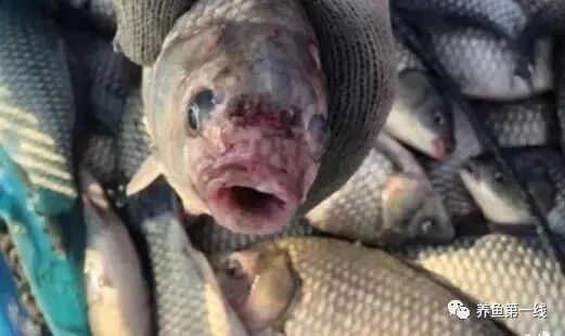 推薦一些治療龍魚嘴角疙瘩的藥物，治療龍魚嘴角疙瘩的方式 推薦一些治療龍魚嘴角疙瘩的藥物，治療龍魚嘴角疙瘩的方式 龍魚百科 第6張