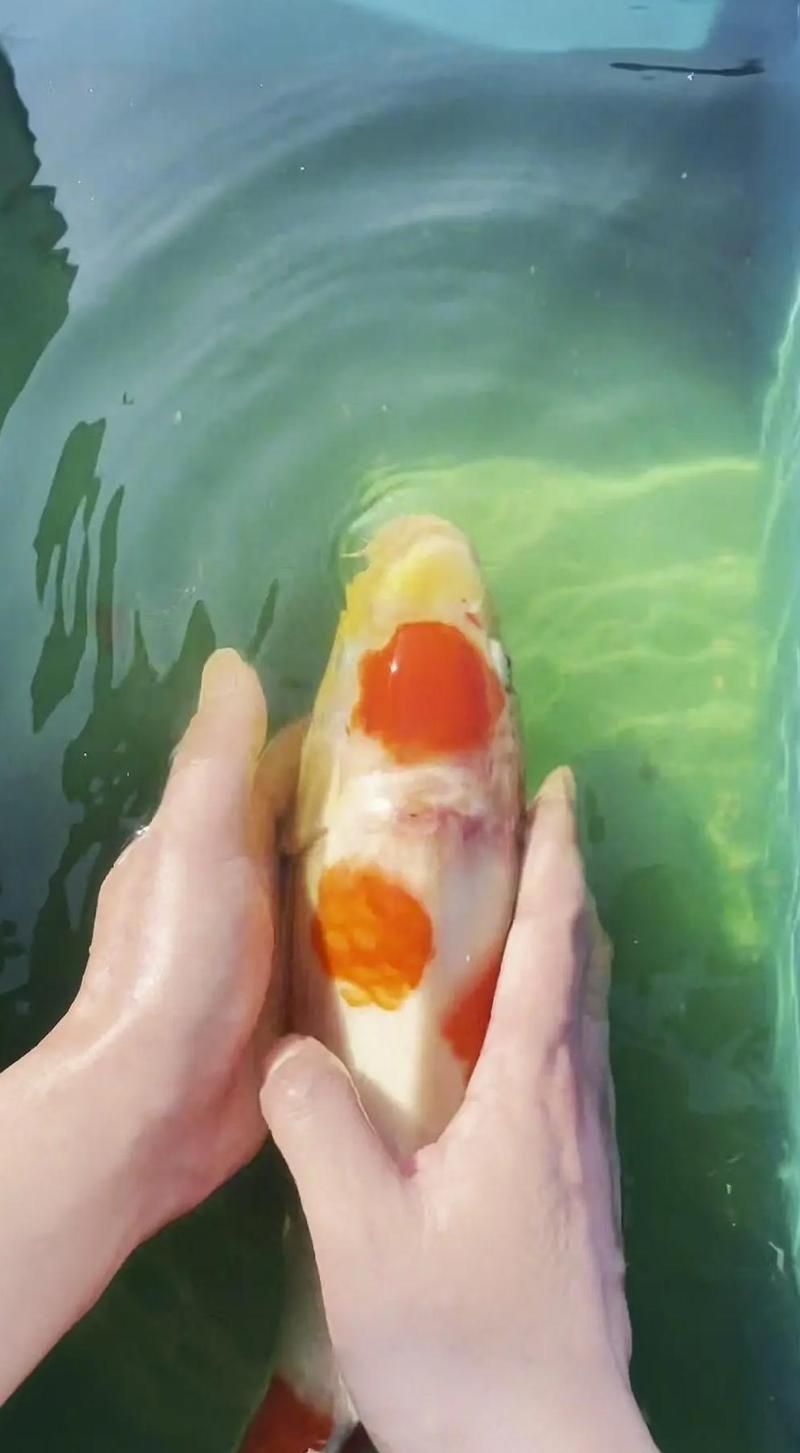 錦鯉爛身病多久能治好，錦鯉爛身病多久能治好錦鯉爛身病多久能治好 錦鯉爛身病多久能治好，錦鯉爛身病多久能治好錦鯉爛身病多久能治好 龍魚百科 第1張