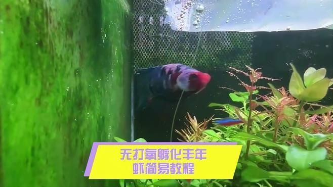 豐年蝦無(wú)節(jié)幼體如何孵化，豐年蝦無(wú)節(jié)幼體如何孵化豐年蝦無(wú)節(jié)幼體如何孵化 豐年蝦無(wú)節(jié)幼體如何孵化，豐年蝦無(wú)節(jié)幼體如何孵化豐年蝦無(wú)節(jié)幼體如何孵化 龍魚(yú)百科 第2張