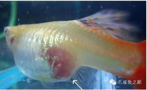 有哪些藥物可以安全地用于龍魚傷口？，龍魚傷口處理方法