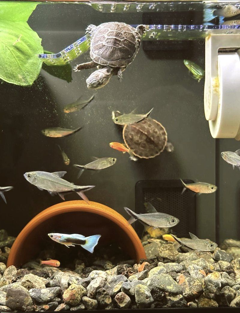 有哪些魚類適合與龜混養，色彩心理學適合與龜混養的魚類及關鍵注意事項 有哪些魚類適合與龜混養，色彩心理學適合與龜混養的魚類及關鍵注意事項 龍魚百科 第2張