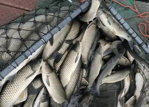 如何判斷魚是否生病，arxiv論文助手arxiv論文助手可輔助獲取專業(yè)水產(chǎn)病理學(xué)論文 如何判斷魚是否生病，arxiv論文助手arxiv論文助手可輔助獲取專業(yè)水產(chǎn)病理學(xué)論文 龍魚百科 第6張