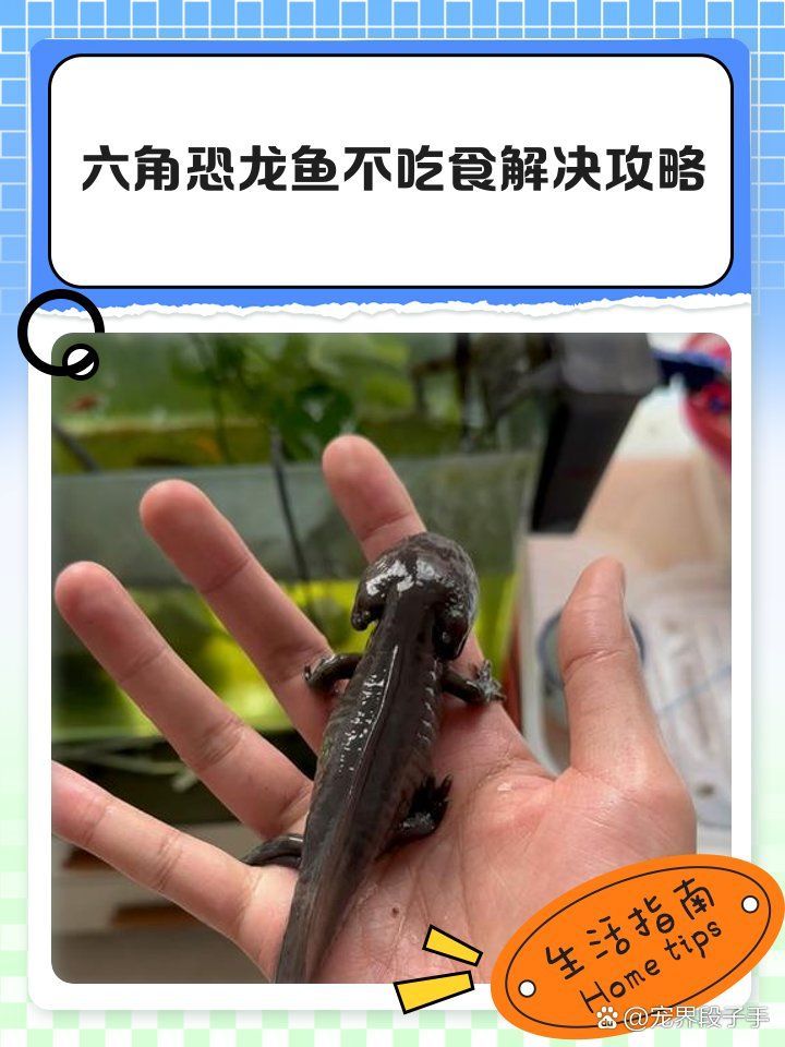 六角恐龍適宜的水溫是多少