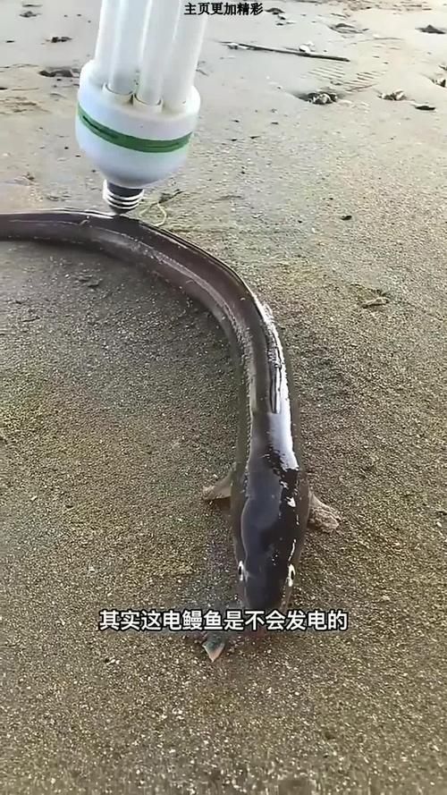 電鰻捕獵時有哪些策略？，——多條電鰻捕獵的完整生物學策略 電鰻捕獵時有哪些策略？，——多條電鰻捕獵的完整生物學策略 龍魚百科 第3張