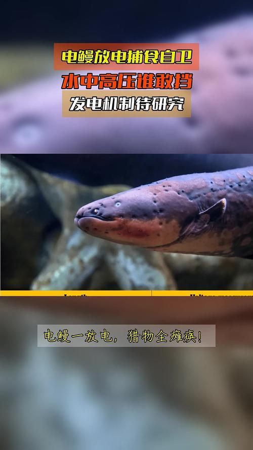 電鰻捕獵時有哪些策略？，——多條電鰻捕獵的完整生物學策略 電鰻捕獵時有哪些策略？，——多條電鰻捕獵的完整生物學策略 龍魚百科 第2張