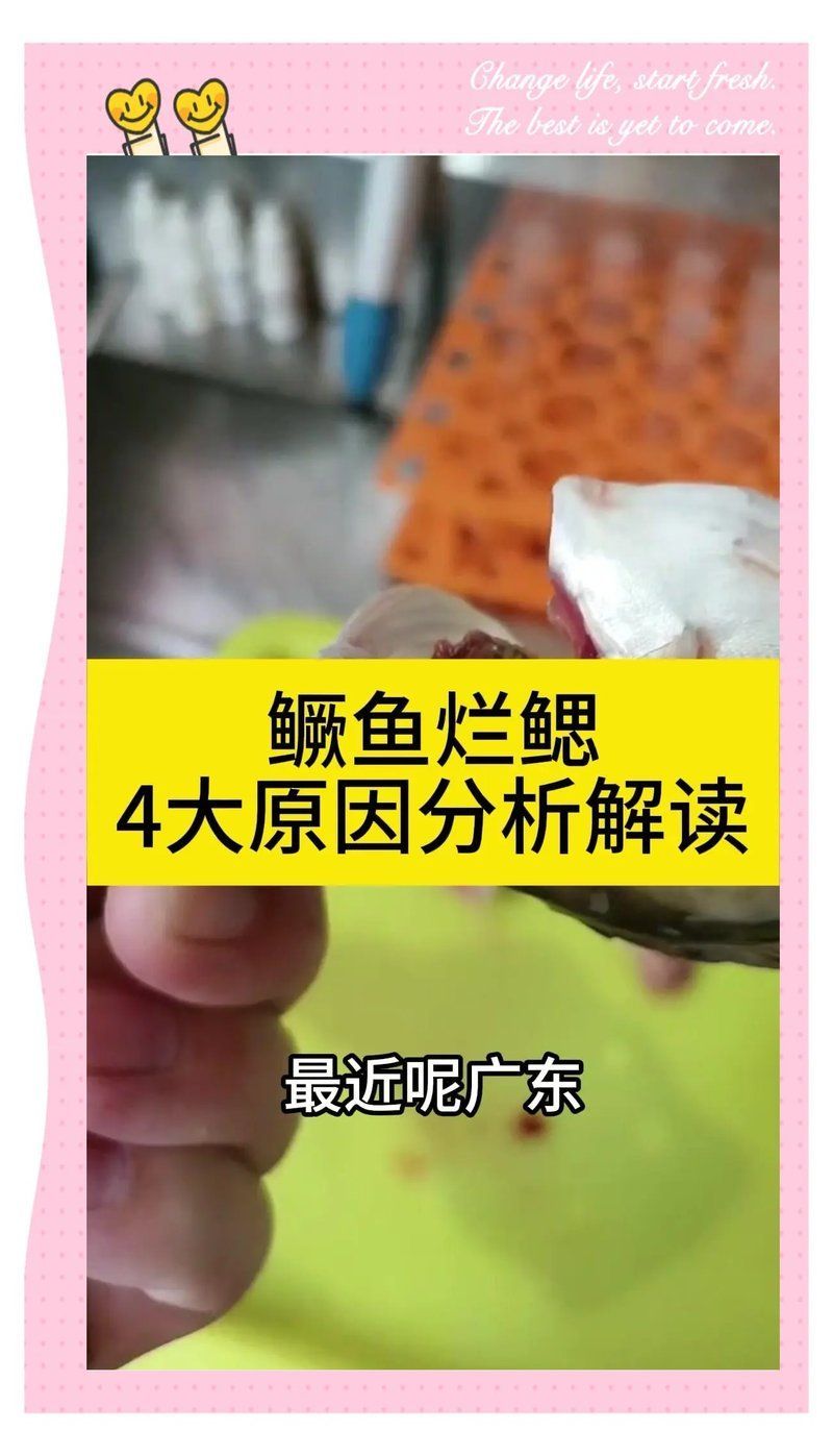 如何預防鰓蓋爛洞病的發生，如何預防鰓蓋爛洞病的發生用戶要求詳解如何預防鰓蓋爛洞病的發生 如何預防鰓蓋爛洞病的發生，如何預防鰓蓋爛洞病的發生用戶要求詳解如何預防鰓蓋爛洞病的發生 龍魚百科 第2張