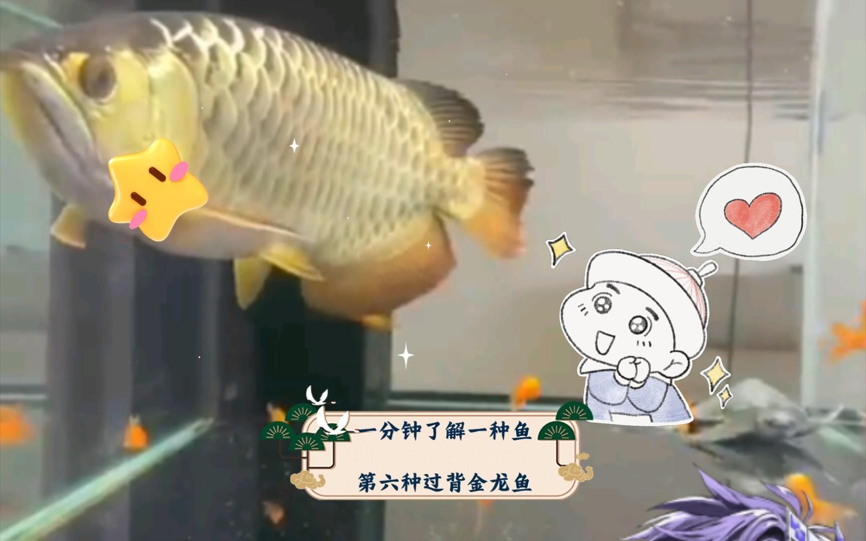 有哪些過背金龍體品系，過背金龍體是什么？ 有哪些過背金龍體品系，過背金龍體是什么？ 龍魚百科 第14張