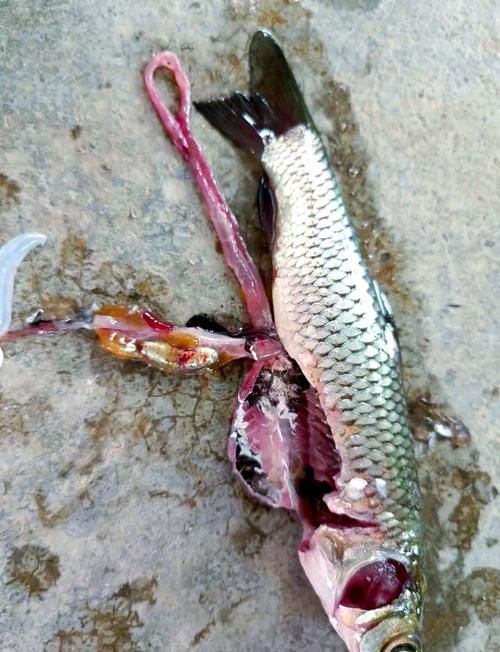 給我一些預防魚鰭發紅充血的實用技巧 給我一些預防魚鰭發紅充血的實用技巧 龍魚百科 第4張