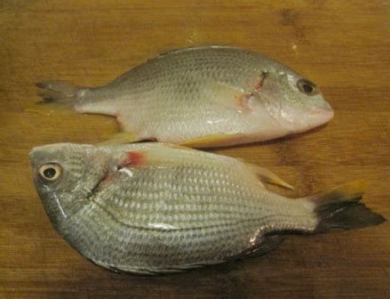 龍魚浮頭最好三個部位，龍魚浮頭怎么辦 龍魚浮頭最好三個部位，龍魚浮頭怎么辦 龍魚百科 第2張