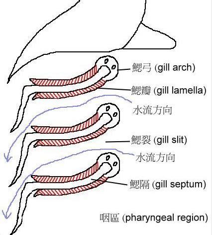 龍魚浮頭最好三個部位，龍魚浮頭怎么辦 龍魚浮頭最好三個部位，龍魚浮頭怎么辦 龍魚百科 第3張