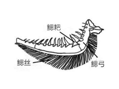 龍魚浮頭最好三個部位，龍魚浮頭怎么辦 龍魚浮頭最好三個部位，龍魚浮頭怎么辦 龍魚百科 第1張