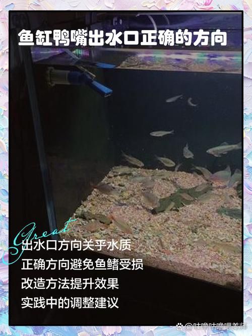 如何預防龍魚鰓蓋小洞的發生，如何預防龍魚鰓蓋小洞的發生，預防龍魚鰓蓋小洞的發生 如何預防龍魚鰓蓋小洞的發生，如何預防龍魚鰓蓋小洞的發生，預防龍魚鰓蓋小洞的發生 龍魚百科 第9張
