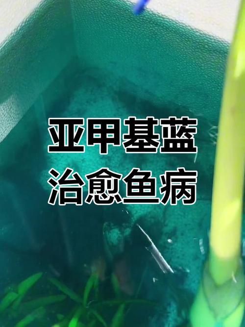 如何正確使用亞甲基藍和黃粉，亞甲基藍與黃粉的正確使用亞甲基藍與黃粉的正確使用方法 如何正確使用亞甲基藍和黃粉，亞甲基藍與黃粉的正確使用亞甲基藍與黃粉的正確使用方法 龍魚百科 第3張