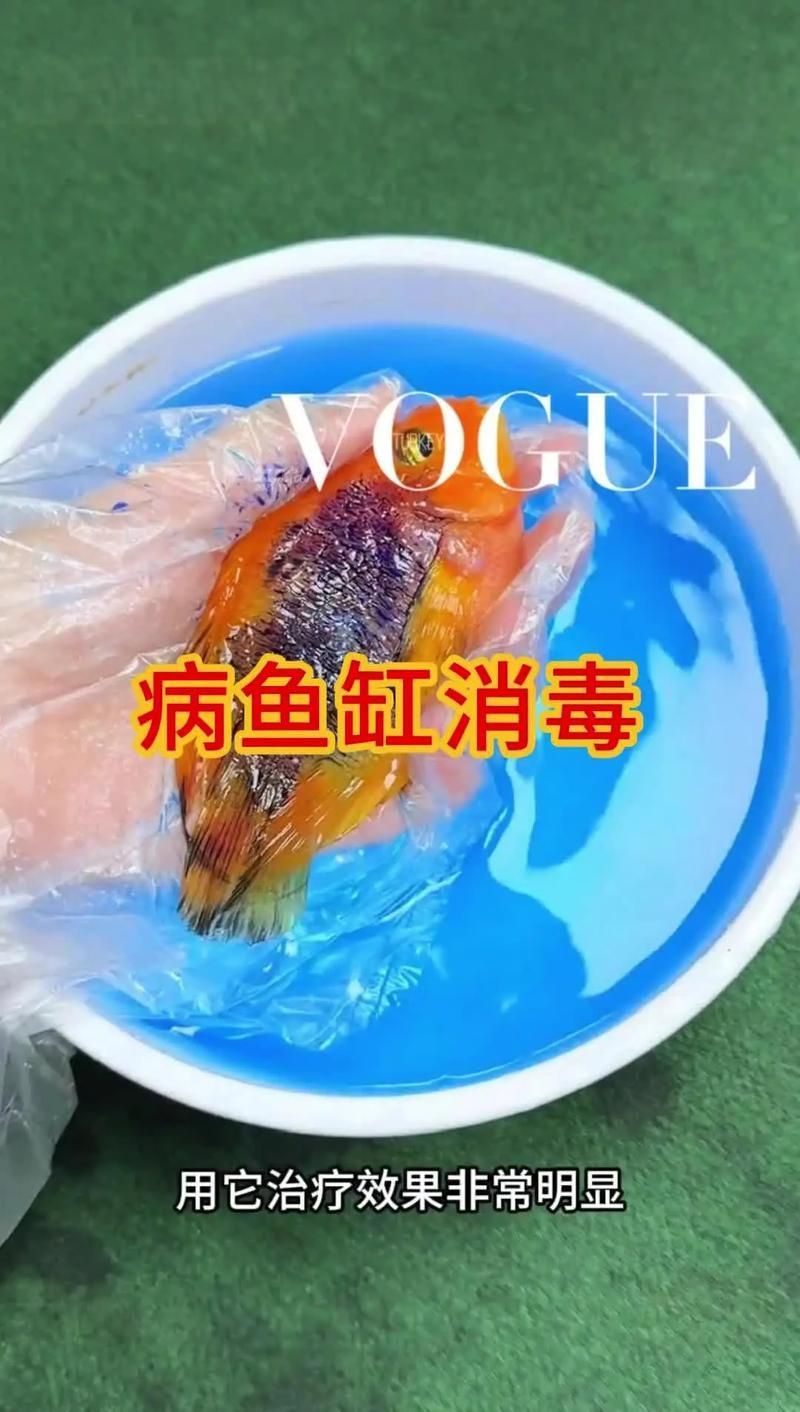 如何正確使用亞甲基藍和黃粉，亞甲基藍與黃粉的正確使用亞甲基藍與黃粉的正確使用方法 如何正確使用亞甲基藍和黃粉，亞甲基藍與黃粉的正確使用亞甲基藍與黃粉的正確使用方法 龍魚百科 第5張