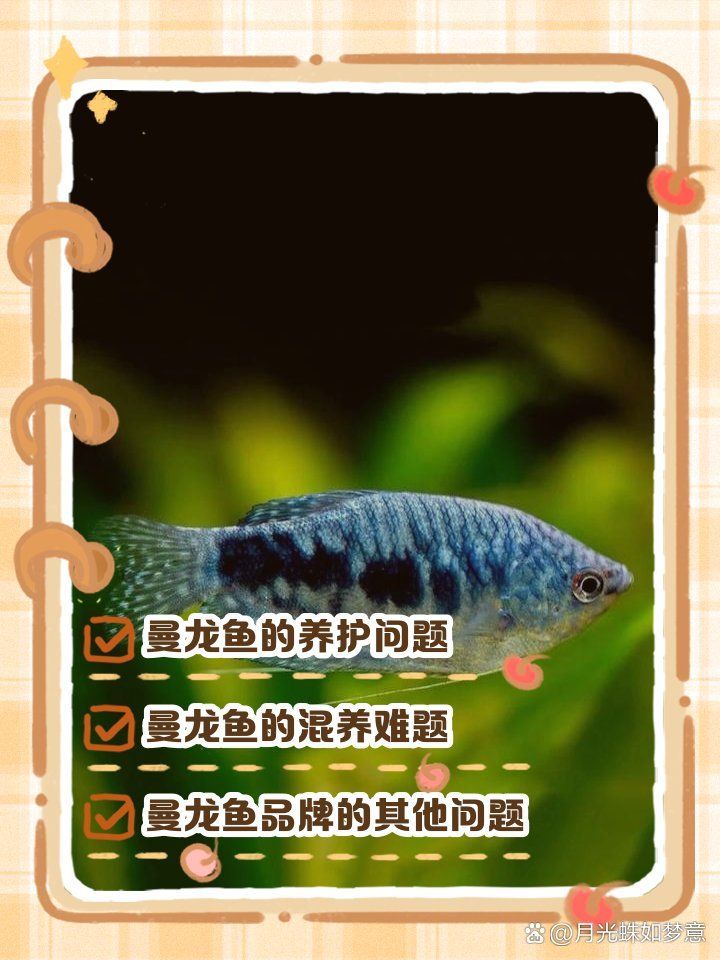 曼龍魚為什么不建議養，為什么不建議養曼龍魚 曼龍魚為什么不建議養，為什么不建議養曼龍魚 龍魚百科 第1張