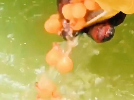 金龍魚繁殖技術有哪些？，金龍魚的繁殖技術