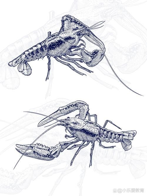 有哪些免費(fèi)的龍蝦插畫資源 有哪些免費(fèi)的龍蝦插畫資源 龍魚百科 第1張