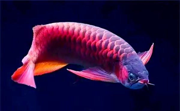 龍魚打架時應該如何干預，龍魚打架怎么辦 龍魚打架時應該如何干預，龍魚打架怎么辦 龍魚百科 第1張