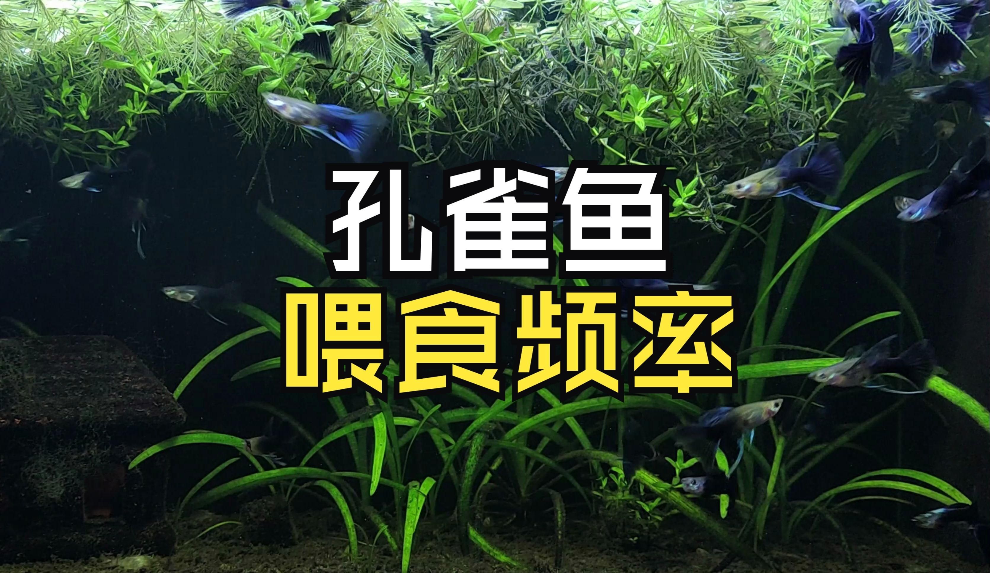 孔雀魚一次喂多少合適，孔雀魚一次喂多少合適孔雀魚分階段喂食計劃表 孔雀魚一次喂多少合適，孔雀魚一次喂多少合適孔雀魚分階段喂食計劃表 龍魚百科