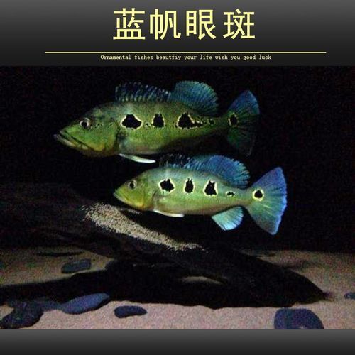 藍(lán)帆三間魚的價格是多少？，藍(lán)帆三間魚的價格是多少藍(lán)帆三間魚的價格是多少 藍(lán)帆三間魚的價格是多少？，藍(lán)帆三間魚的價格是多少藍(lán)帆三間魚的價格是多少 龍魚百科 第4張