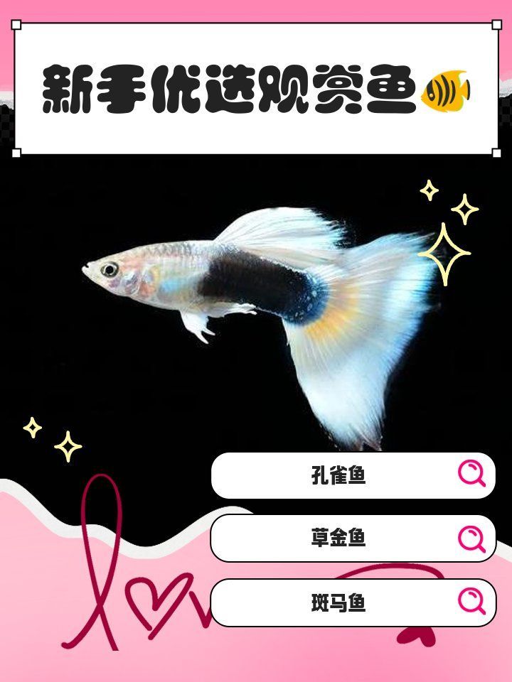 有哪些觀賞魚(yú)品種推薦，觀賞魚(yú)品種推薦：十種廣受歡迎且適合家庭飼養(yǎng)的觀賞魚(yú)品種推薦 有哪些觀賞魚(yú)品種推薦，觀賞魚(yú)品種推薦：十種廣受歡迎且適合家庭飼養(yǎng)的觀賞魚(yú)品種推薦 龍魚(yú)百科 第2張