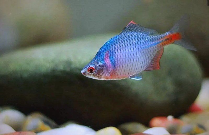 有哪些觀賞魚(yú)品種推薦，觀賞魚(yú)品種推薦：十種廣受歡迎且適合家庭飼養(yǎng)的觀賞魚(yú)品種推薦 有哪些觀賞魚(yú)品種推薦，觀賞魚(yú)品種推薦：十種廣受歡迎且適合家庭飼養(yǎng)的觀賞魚(yú)品種推薦 龍魚(yú)百科 第1張