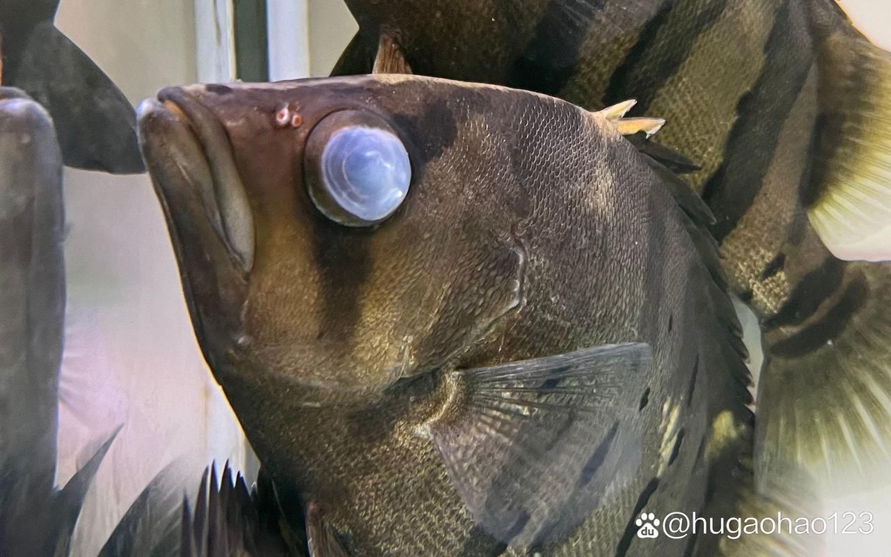 如何預防魚蒙眼的發生，如何預防魚眼蒙眼 如何預防魚蒙眼的發生，如何預防魚眼蒙眼 龍魚百科 第4張