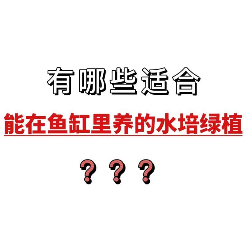 龍魚缸最佳搭配植物有哪些？，如何搭配龍魚缸的植物 龍魚缸最佳搭配植物有哪些？，如何搭配龍魚缸的植物 龍魚百科 第1張