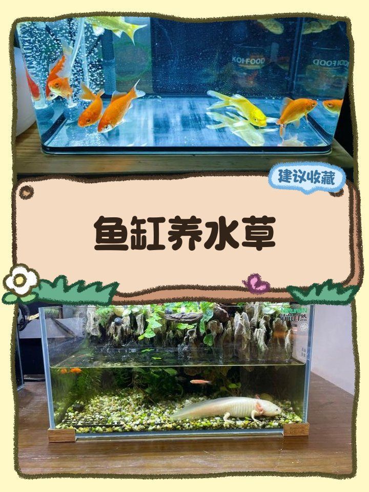 龍魚缸最佳搭配植物有哪些？，如何搭配龍魚缸的植物 龍魚缸最佳搭配植物有哪些？，如何搭配龍魚缸的植物 龍魚百科 第2張