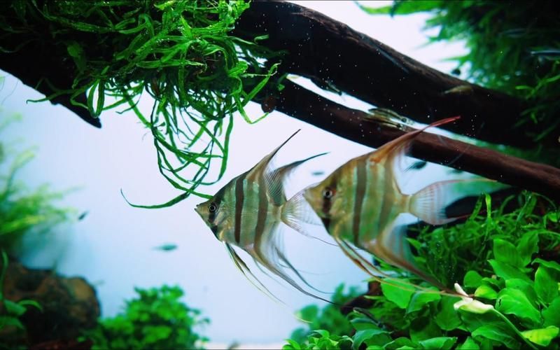 如何飼養這些熱門觀賞魚品種 龍魚百科 第13張 如何飼養這些熱門觀賞魚品種 如何飼養這些熱門觀賞魚品種 龍魚百科 第13張