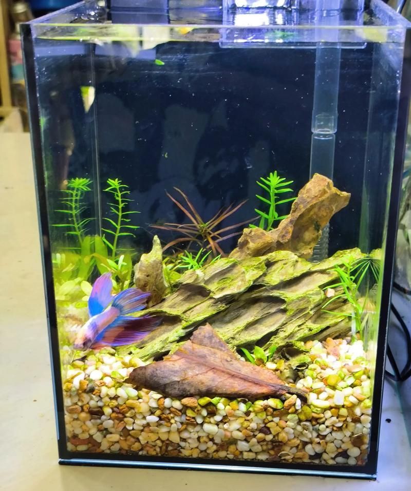 如何飼養這些熱門觀賞魚品種 龍魚百科 第7張 如何飼養這些熱門觀賞魚品種 如何飼養這些熱門觀賞魚品種 龍魚百科 第7張