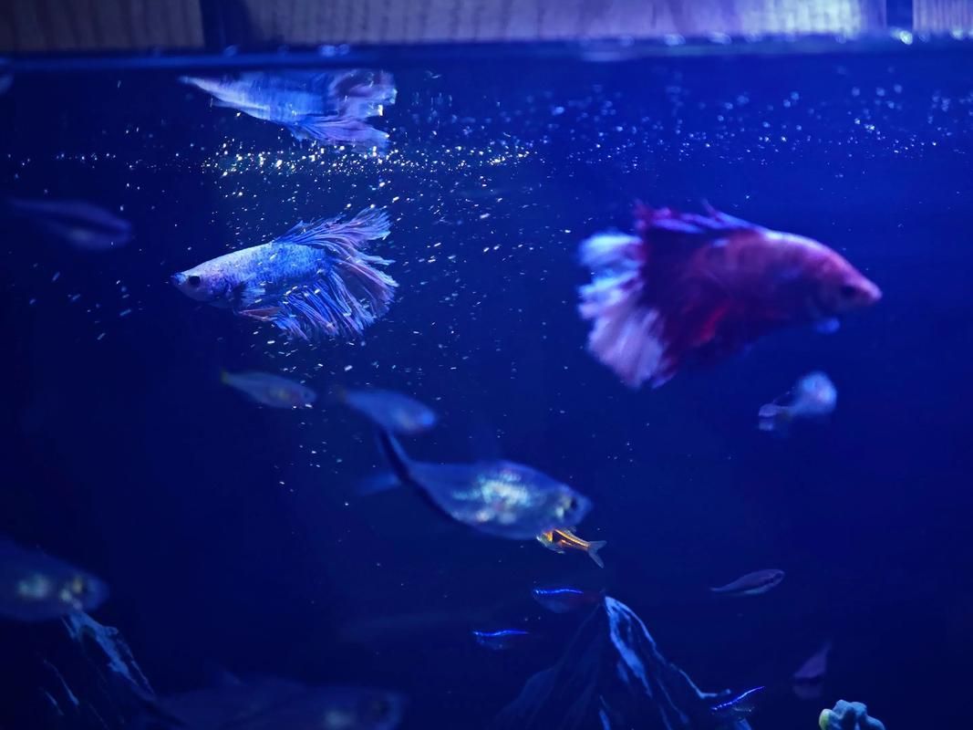 如何飼養這些熱門觀賞魚品種 龍魚百科 第11張 如何飼養這些熱門觀賞魚品種 如何飼養這些熱門觀賞魚品種 龍魚百科 第11張