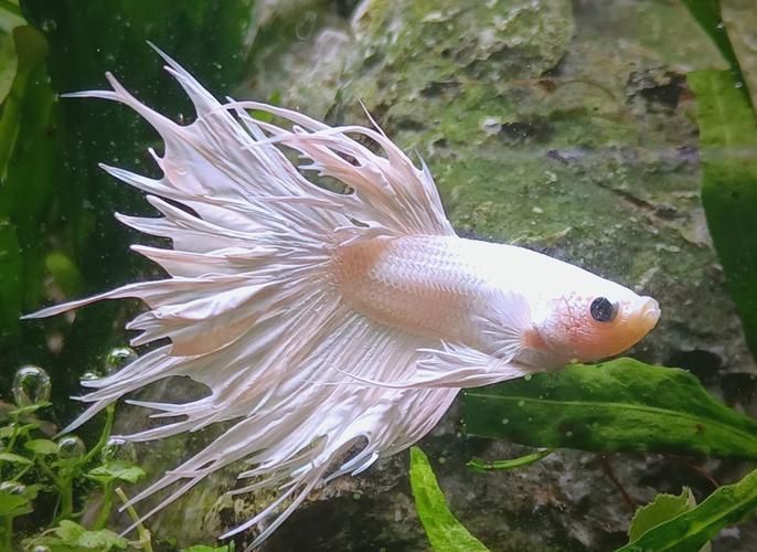 如何飼養這些熱門觀賞魚品種 龍魚百科 第8張 如何飼養這些熱門觀賞魚品種 如何飼養這些熱門觀賞魚品種 龍魚百科 第8張